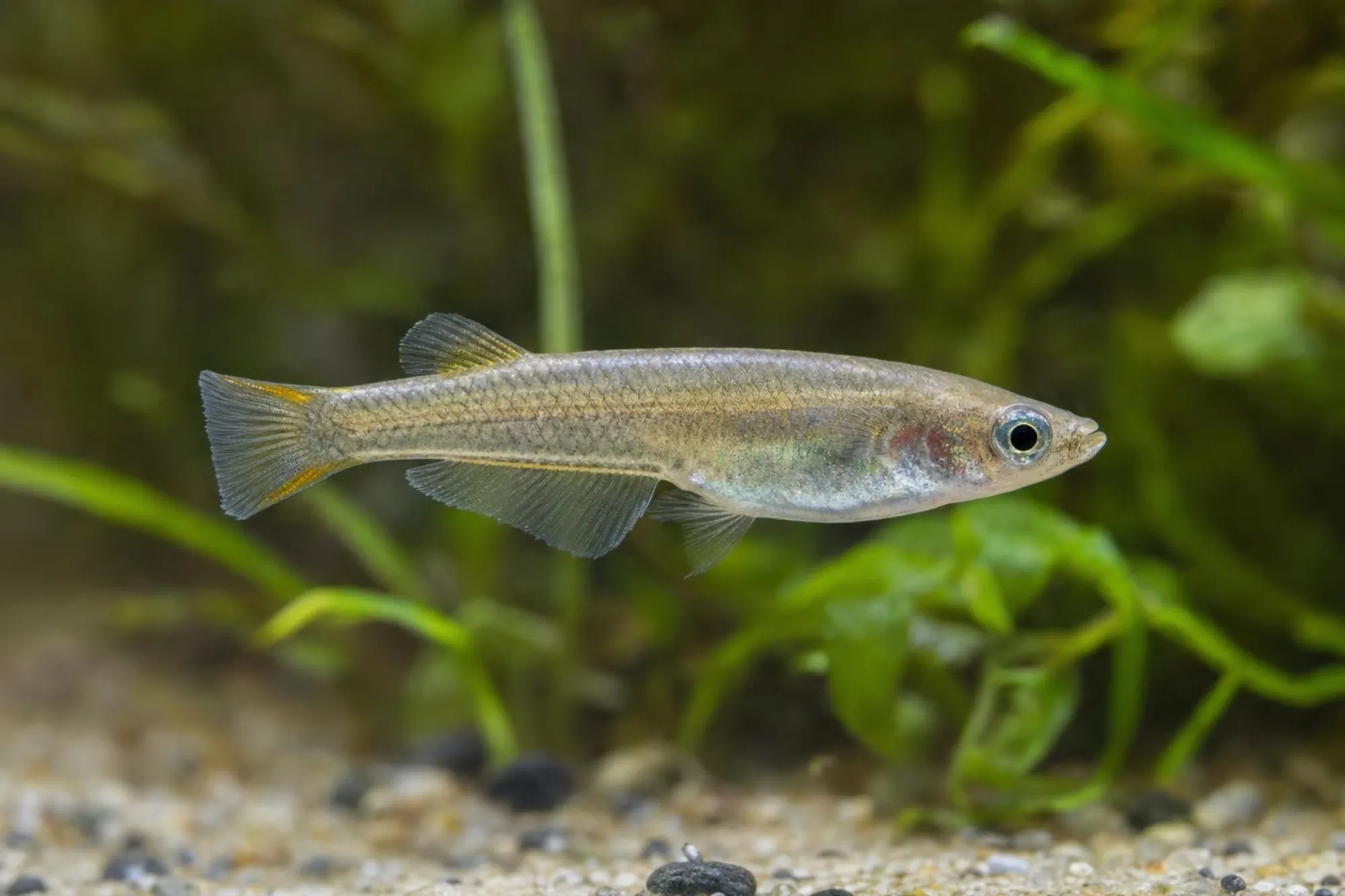Evers-Reisfisch, Oryzias eversi
