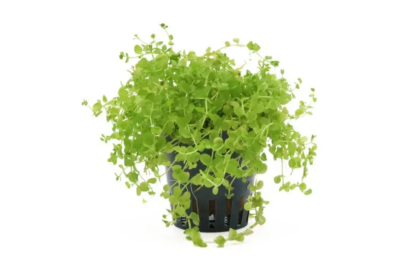 Montecarlo-Perlenkraut, Micranthemum tweediei, im Topf