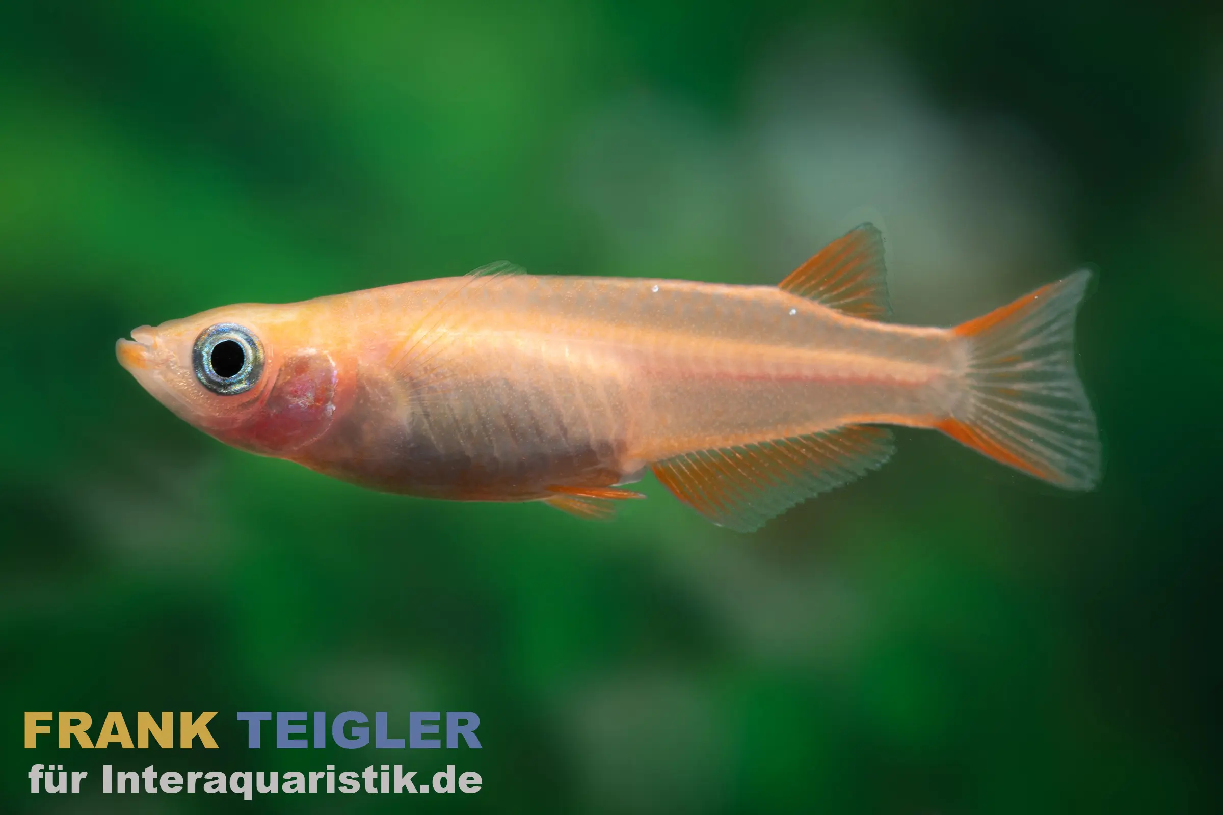 Medaka orangegelb gescheckt, Oryzias latipes Yellow Sparkled