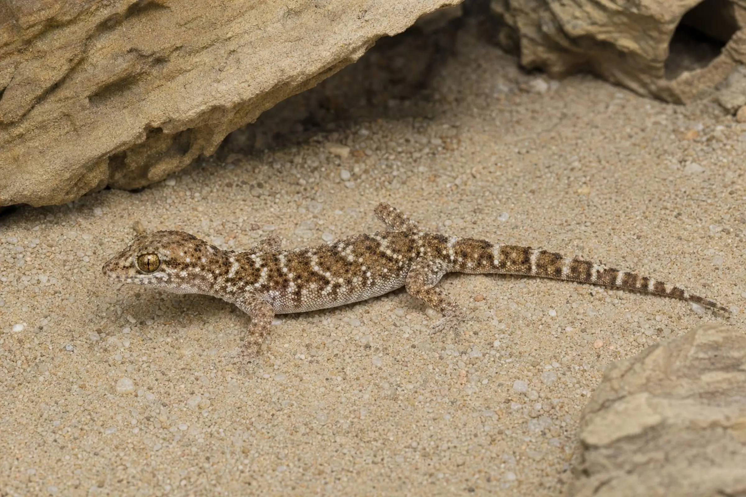 Kaktusgecko (Bynoe-Gecko), Heteronotia binoei