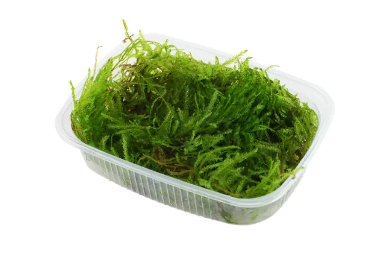 Spiky-Moos, Taxiphyllum spiky, im 250 ml Becher