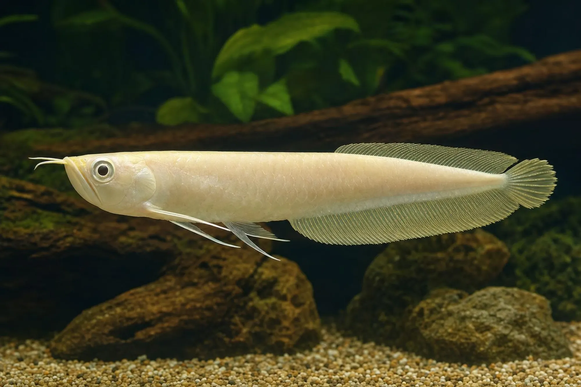 Silberarowana „Gold Albino Red Fin“, Osteoglossum bicirrhosum