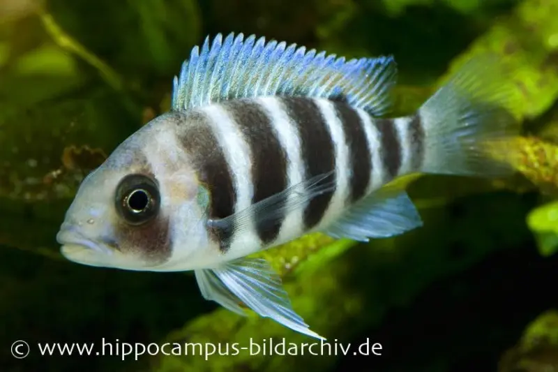 Tanganjika-Beulenkopf „Burundi“, Cyphotilapia frontosa, ca. 4,0-6,0 cm