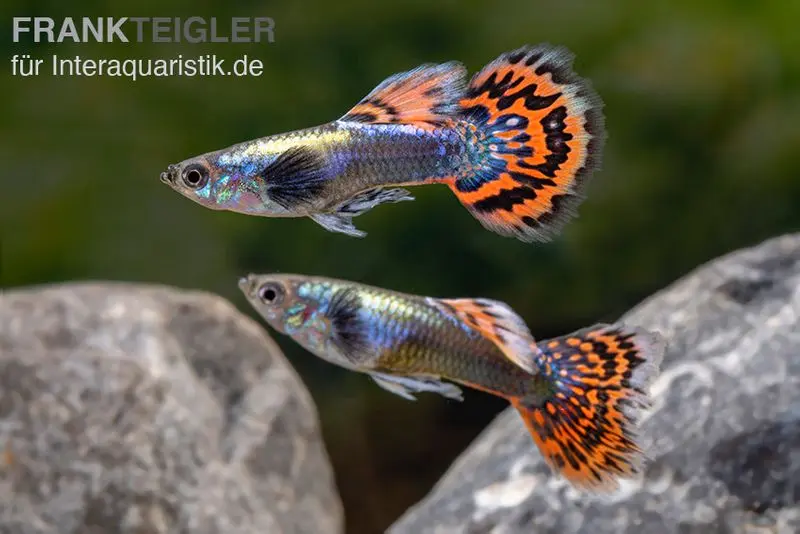 Guppy Big Ear Red Mosaic, Poecilia reticulata, paarweise