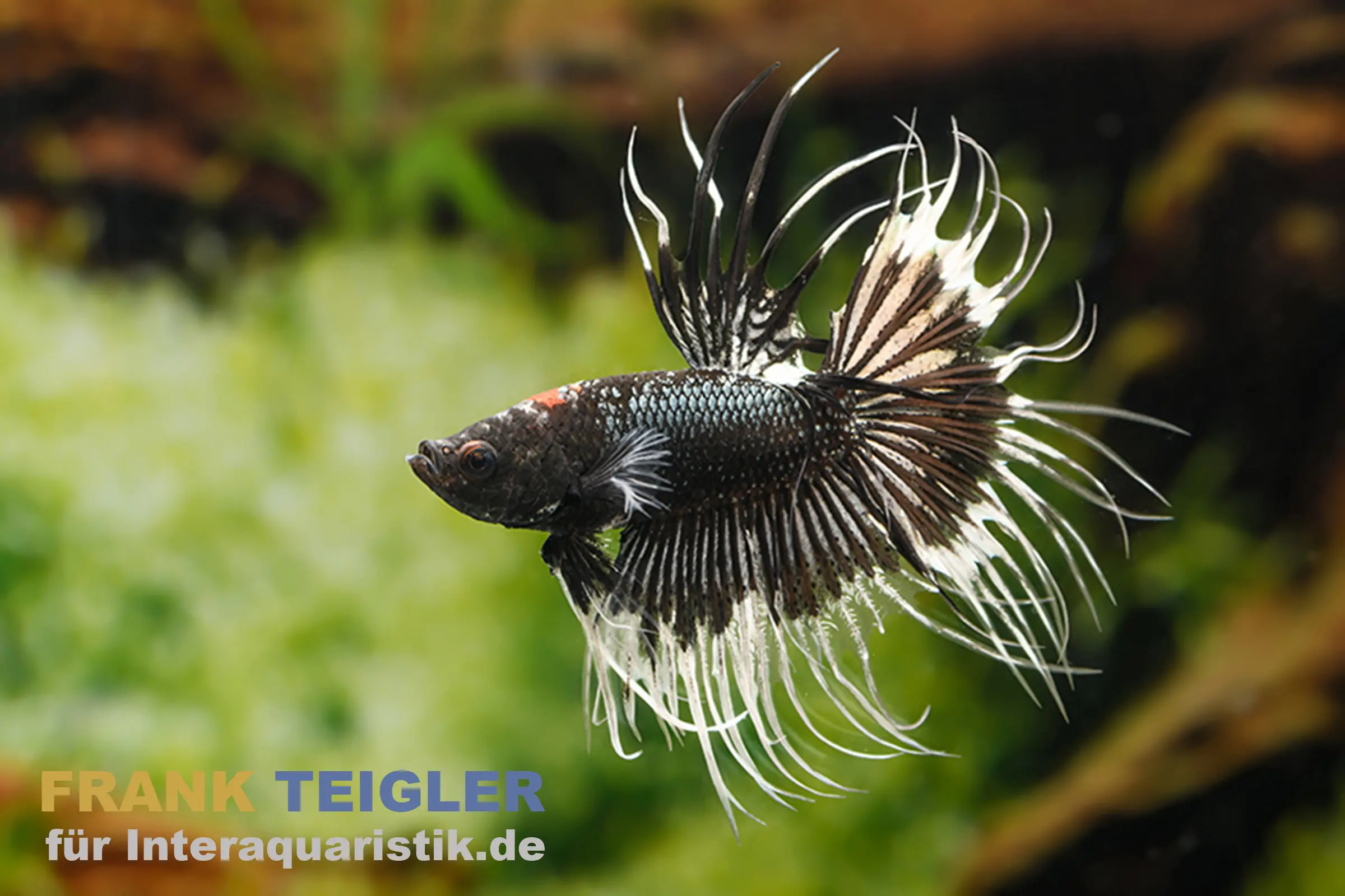 Crown Tail Kampffisch Black&White, Männchen, Betta splendens