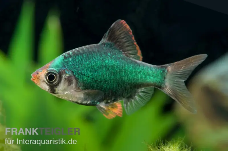 Moosbarbe, Barbus tetrazona 