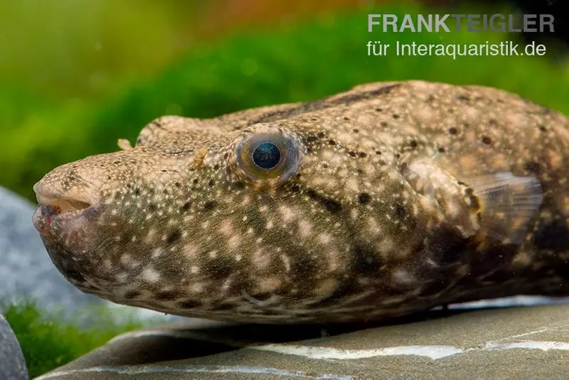Mekong-Kofferkugelfisch, Tetraodon suvattii, 13-15 cm