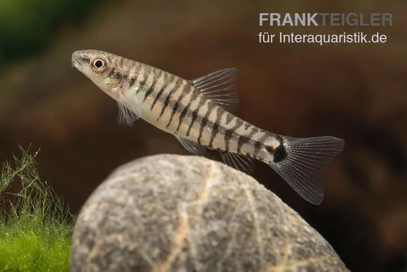 Zwerg-Tigerschmerle, Yunnanilus cruciatus