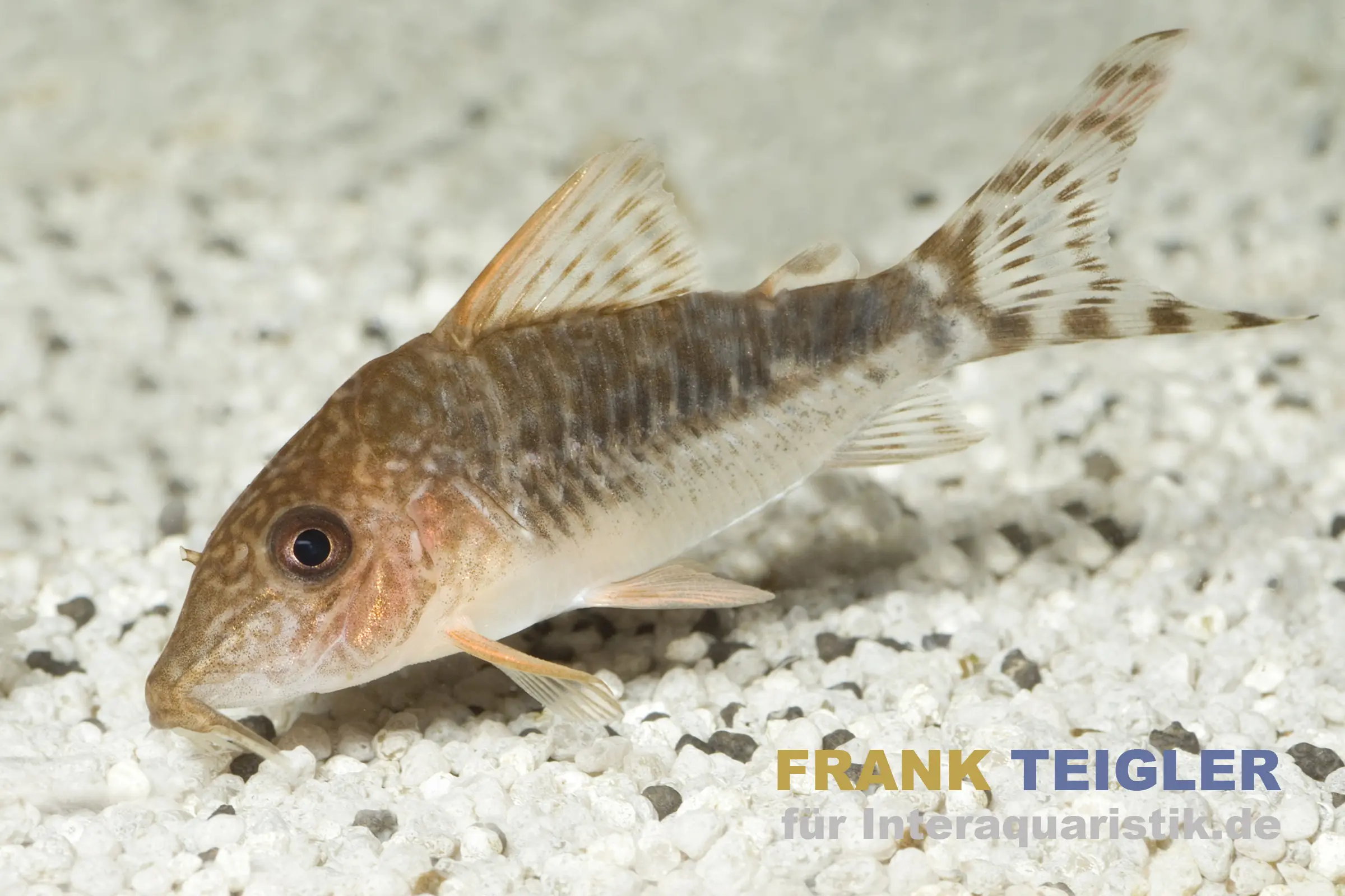 Seuss Panzerwels, Corydoras seussi