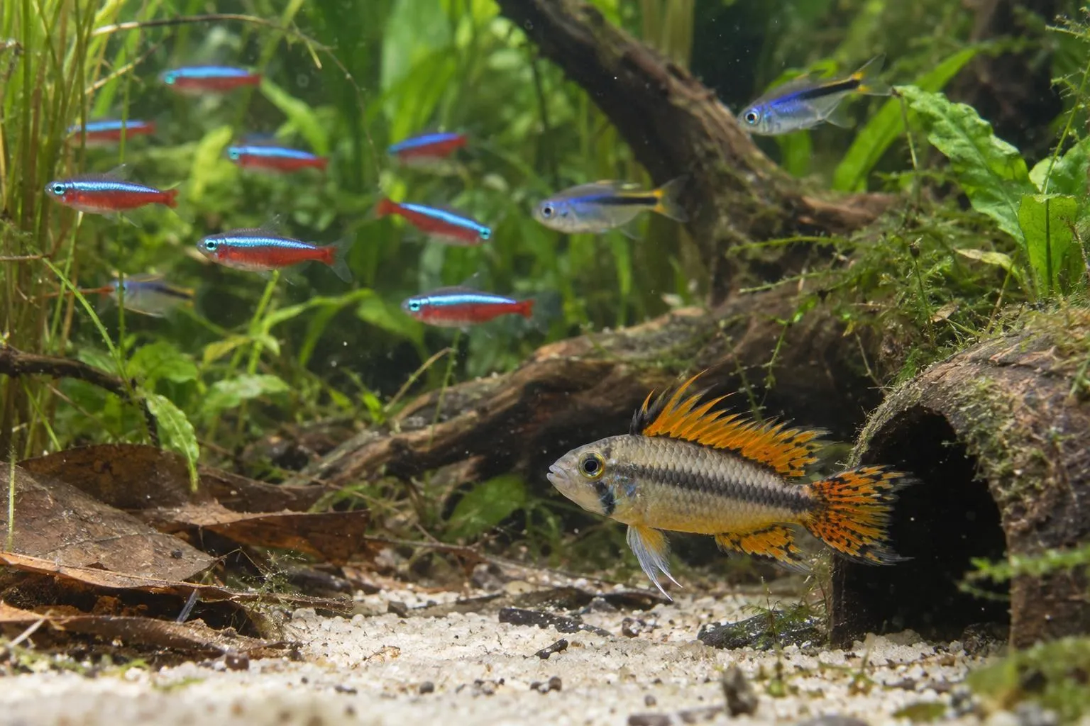 Frisch aus Tschechien: neue Aquarienbewohner in Biedenkopf