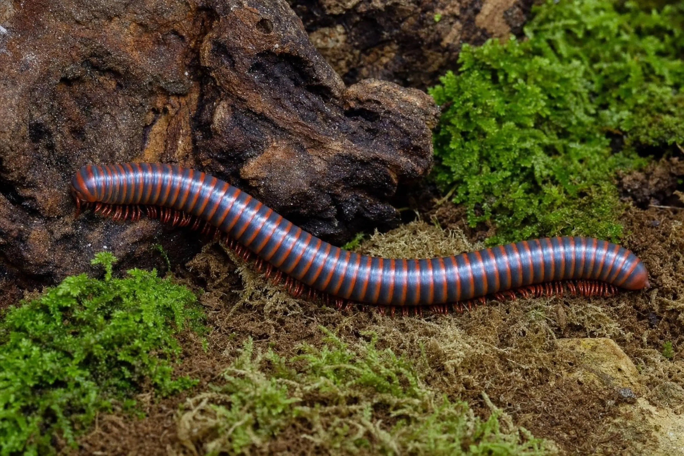 Roter Thailand-Tausendfüßer, Atopochetus spinimargo