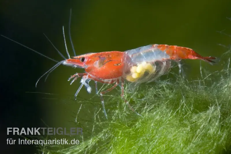 Red Rili Garnele, Neocaridina davidi