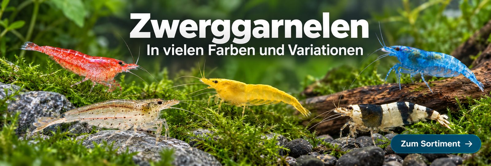 Zwerggarnelen in vielen Farben und Variationen – Sortiment entdecken Rote, transparente, gelbe, blaue und schwarz-weiße Garnelen auf Moos, Steinen und einer Wurzel im Aquarium