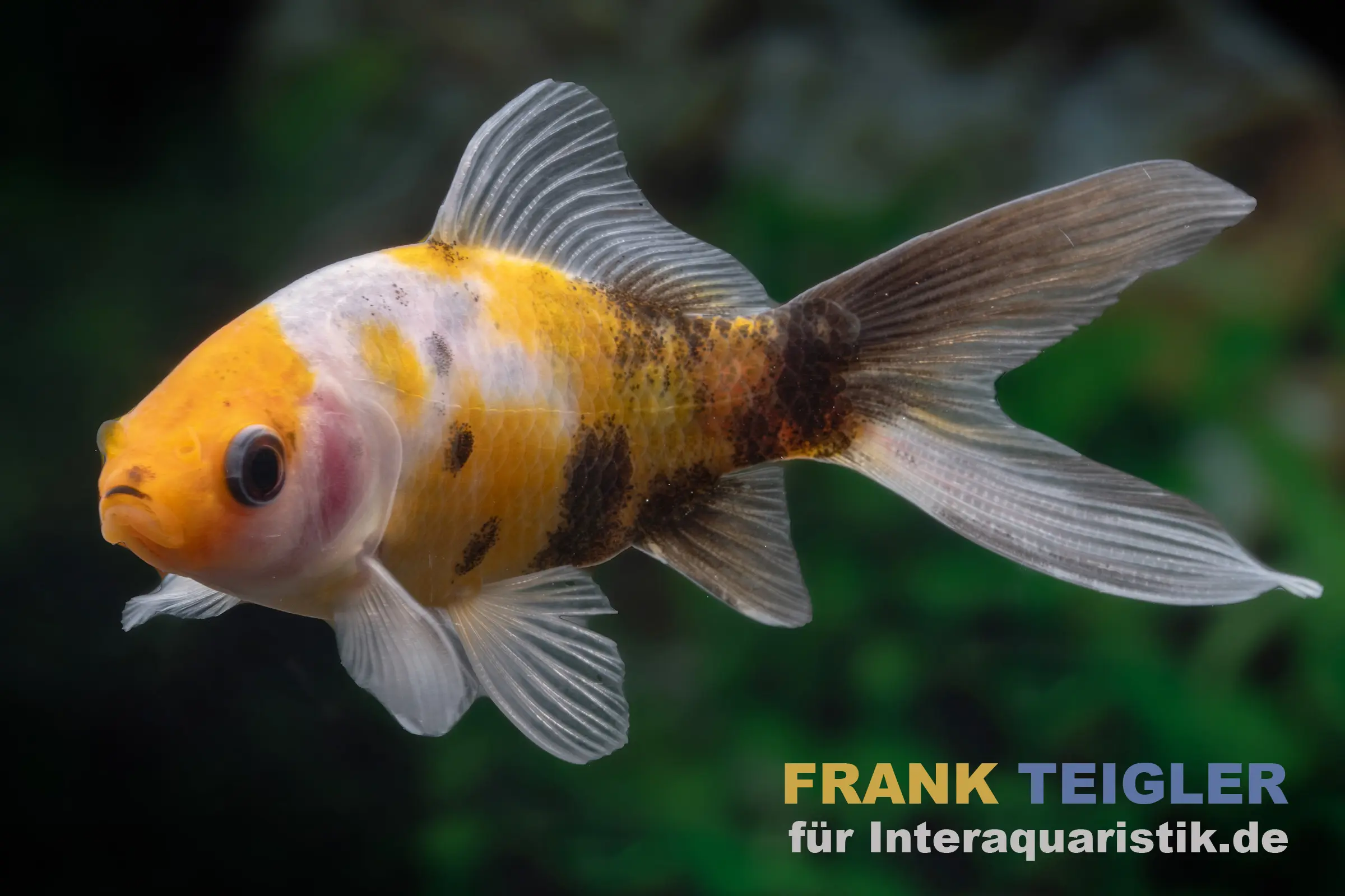Shubunkin gelbschwarz, Carassius auratus (Kaltwasser)