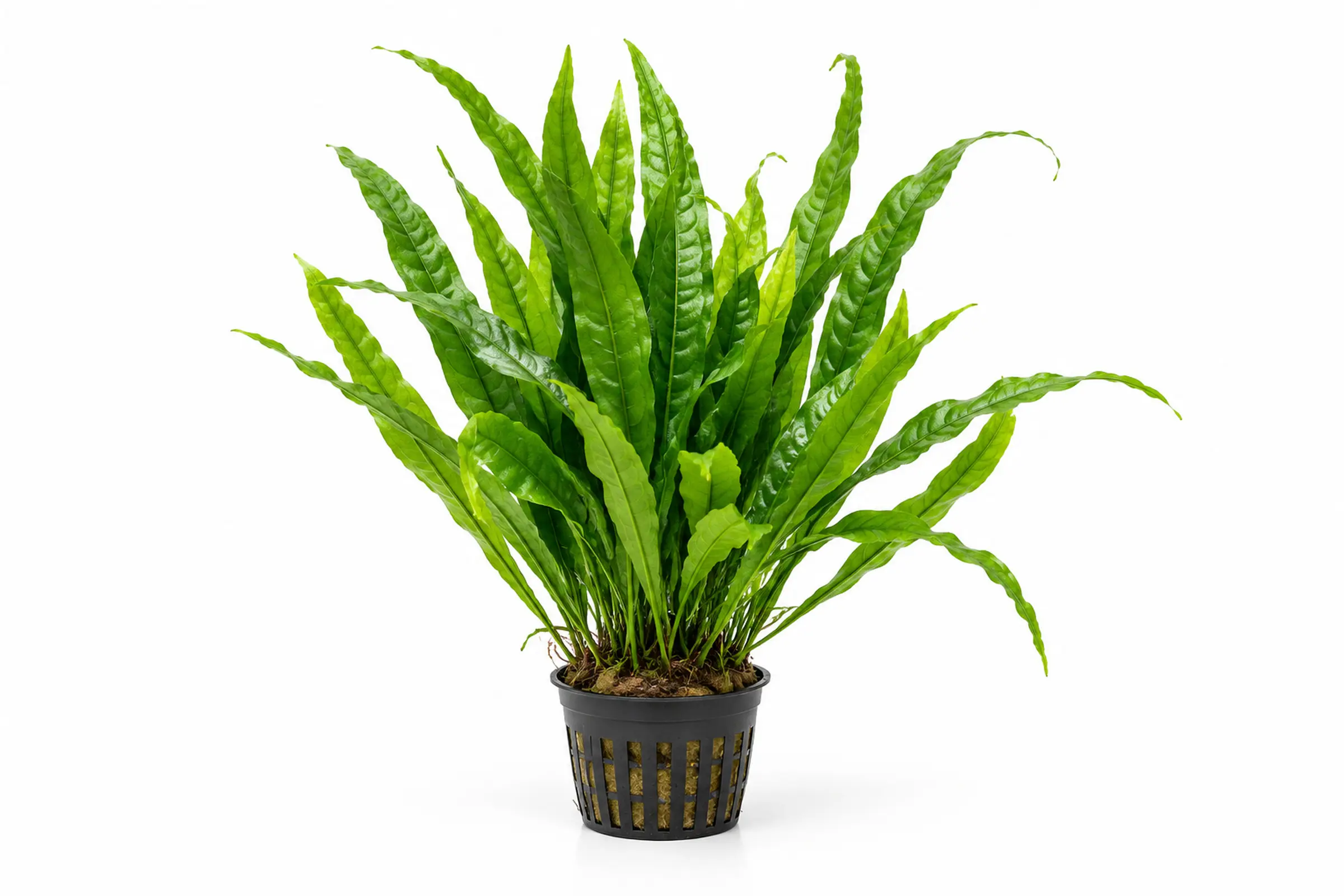 Javafarn, Microsorum pteropus, XL Topf, Mutterpflanze