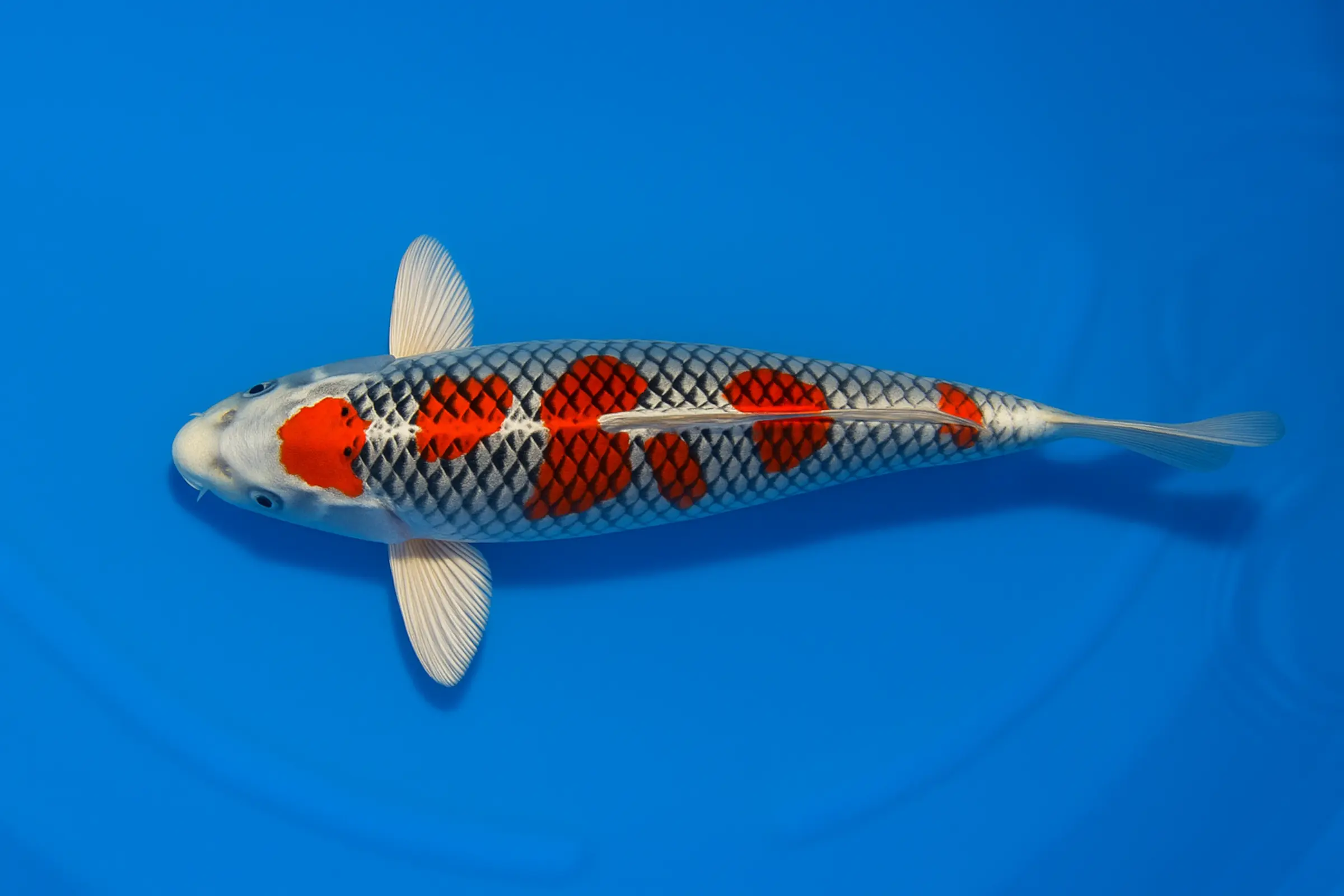 Japan Koi Yamanaka Tosai Kujaku, Cyprinus carpio, 13-18 cm
