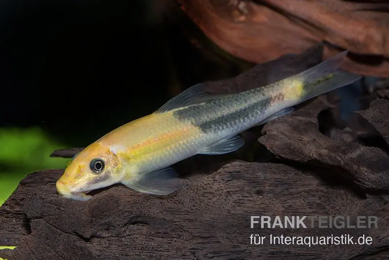 Zweifarbige Saugschmerle, Gyrinocheilus aymonieri