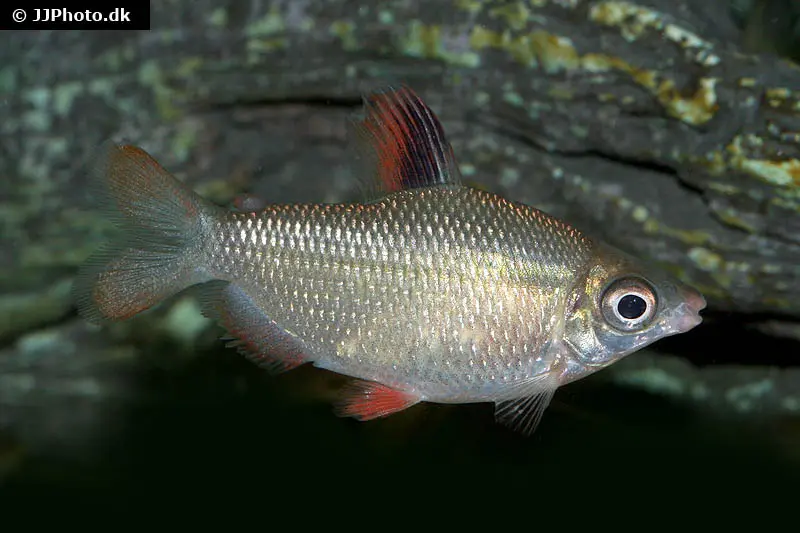 Rotflossen-Distichodus, Distichodus affinis
