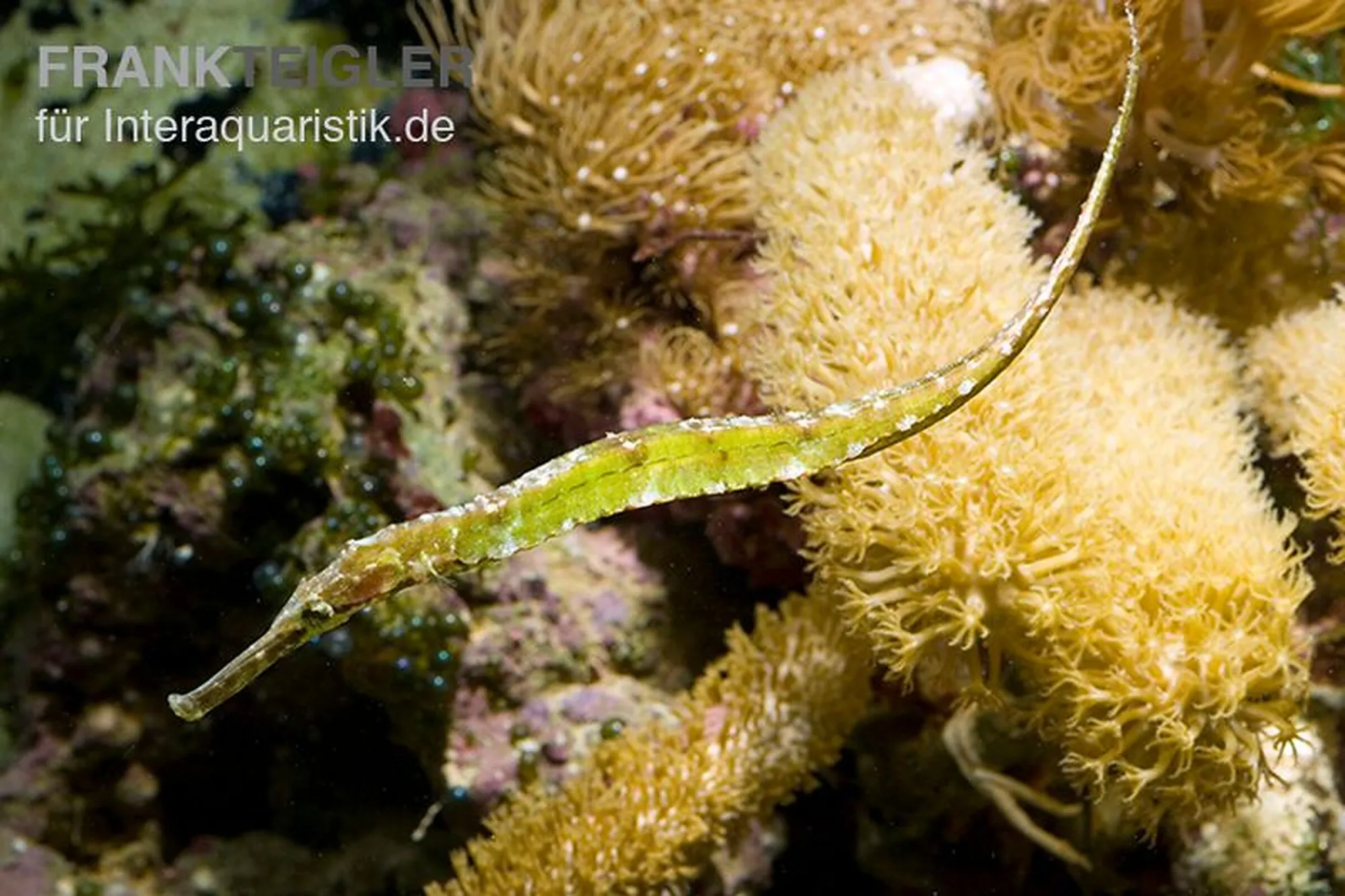 Dreieckige Seenadel, Syngnathoides biaculeatus