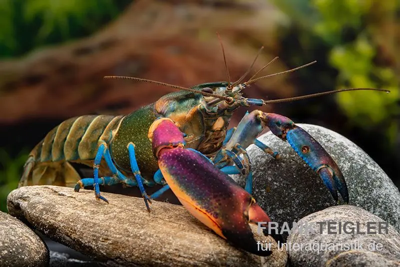 Blauer Kambuayakrebs, Cherax spec. Kambuaya Creek Blue Claw