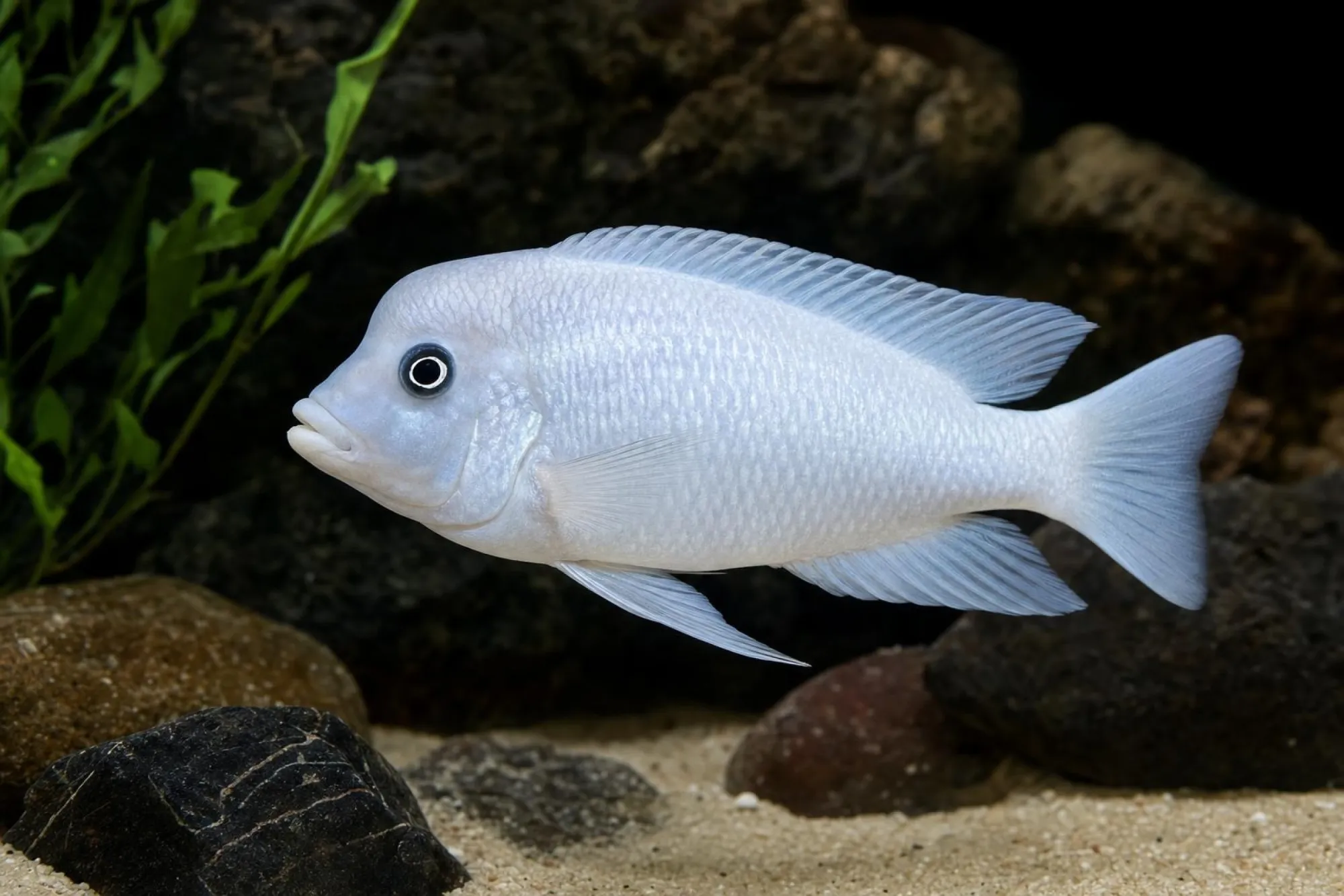 Delfinbuntbarsch „White Black Eye“, Cyrtocara moorii, ca. 3,0-4,0 cm