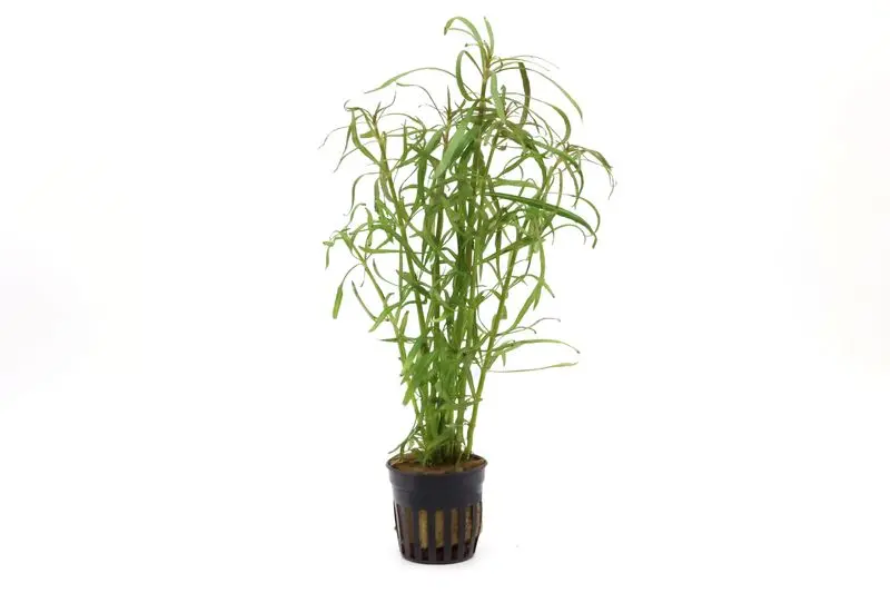 Sternrotala, Eusteralis stellata/Pogostemon stellata, im Topf