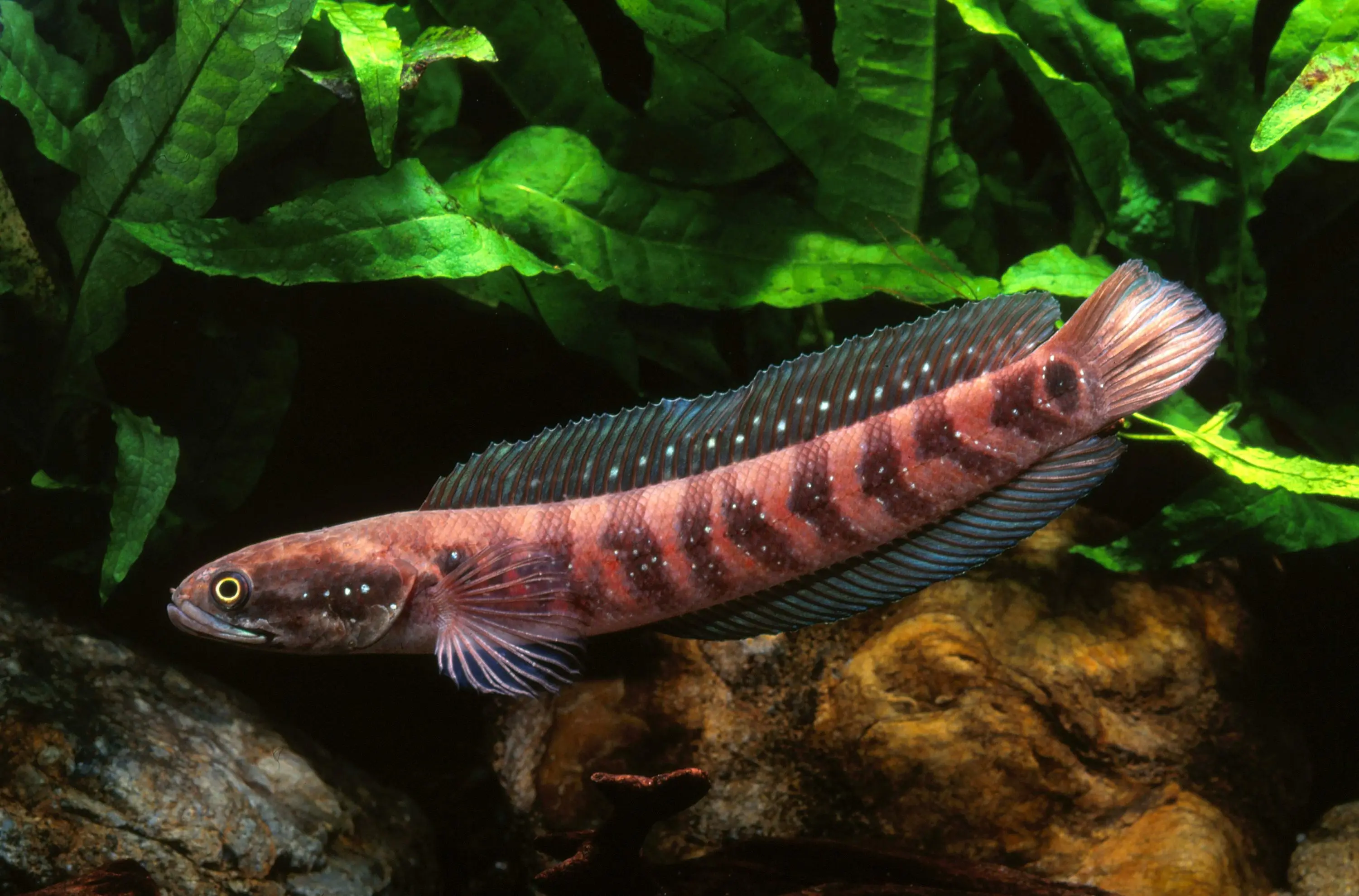 Asiatischer Schlangenkopf, Channa asiatica