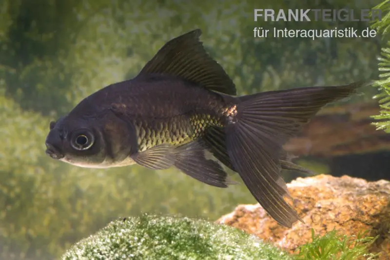 Schleierschwanz Schwarz, Carassius auratus (Kaltwasser), 8-10 cm