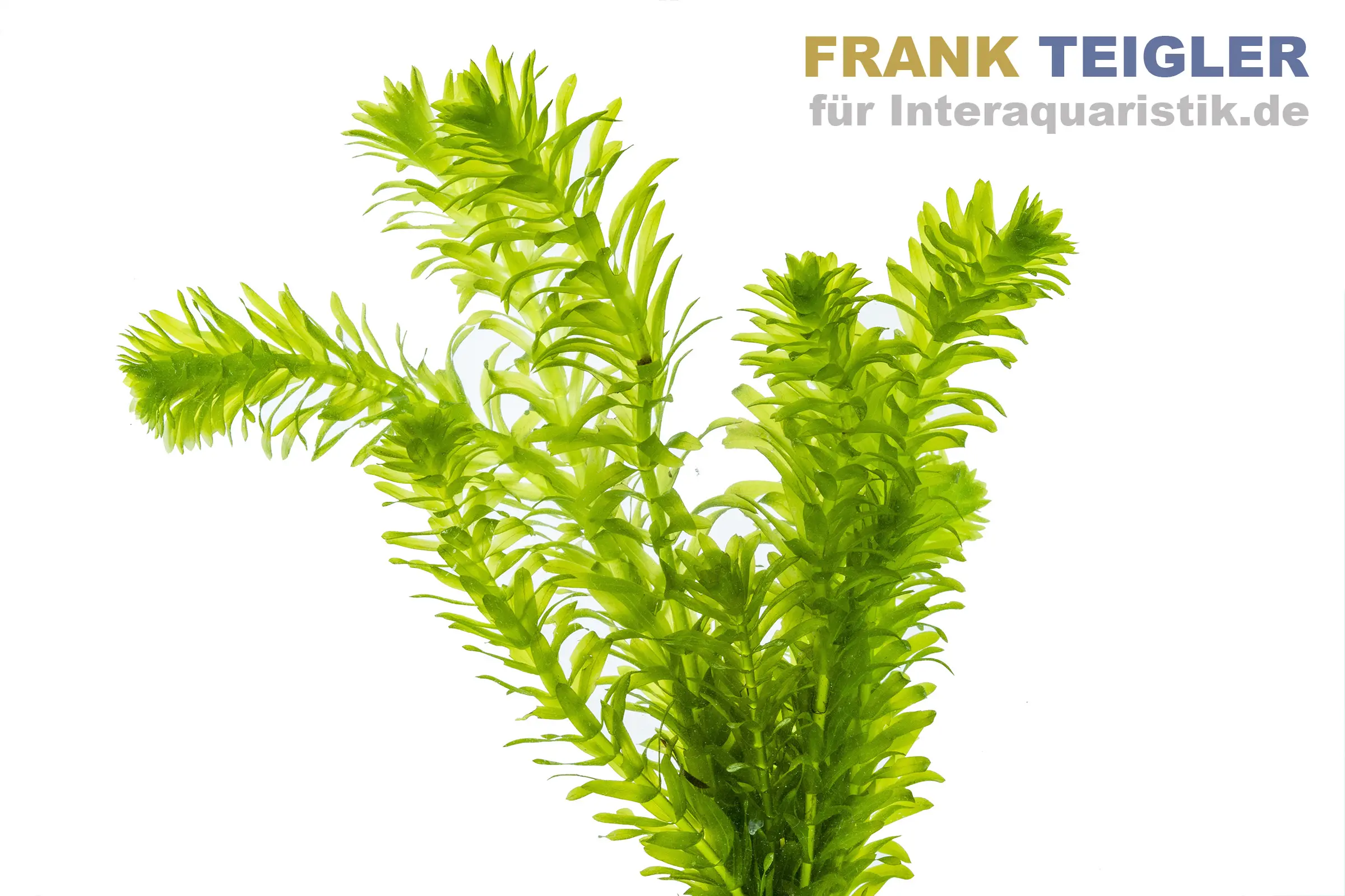 Dichtblättrige Wasserpest, Egeria densa, Bund
