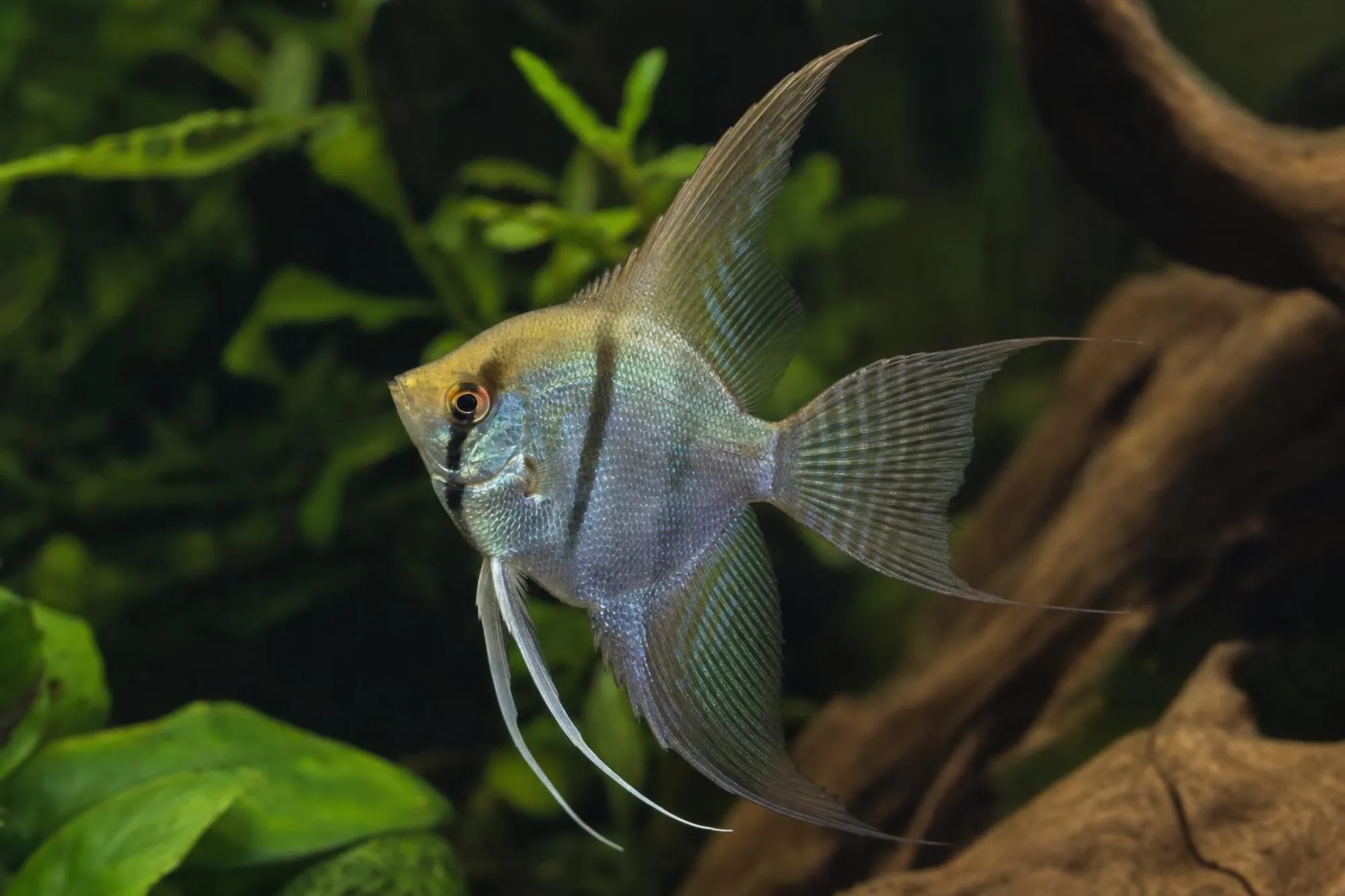 Skalar „Kobalt-Grünspiegel“, Pterophyllum scalare