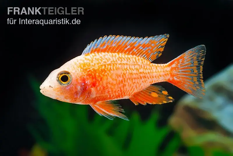 Kaiserbuntbarsch „Strawberry Super Red“, Aulonocara sp., ca. 5,0-6,0 cm