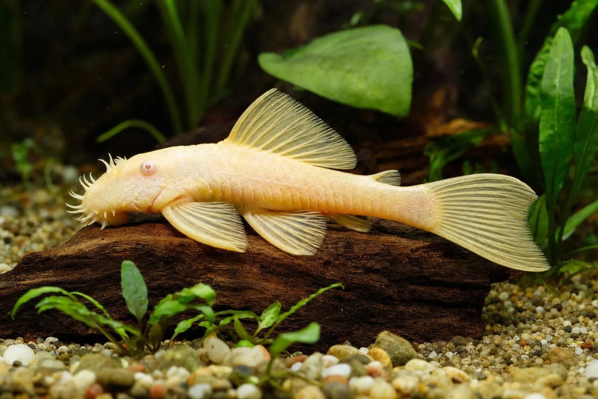 Antennenwels „Albino“, Ancistrus sp., ca. 2,0-2,5 cm