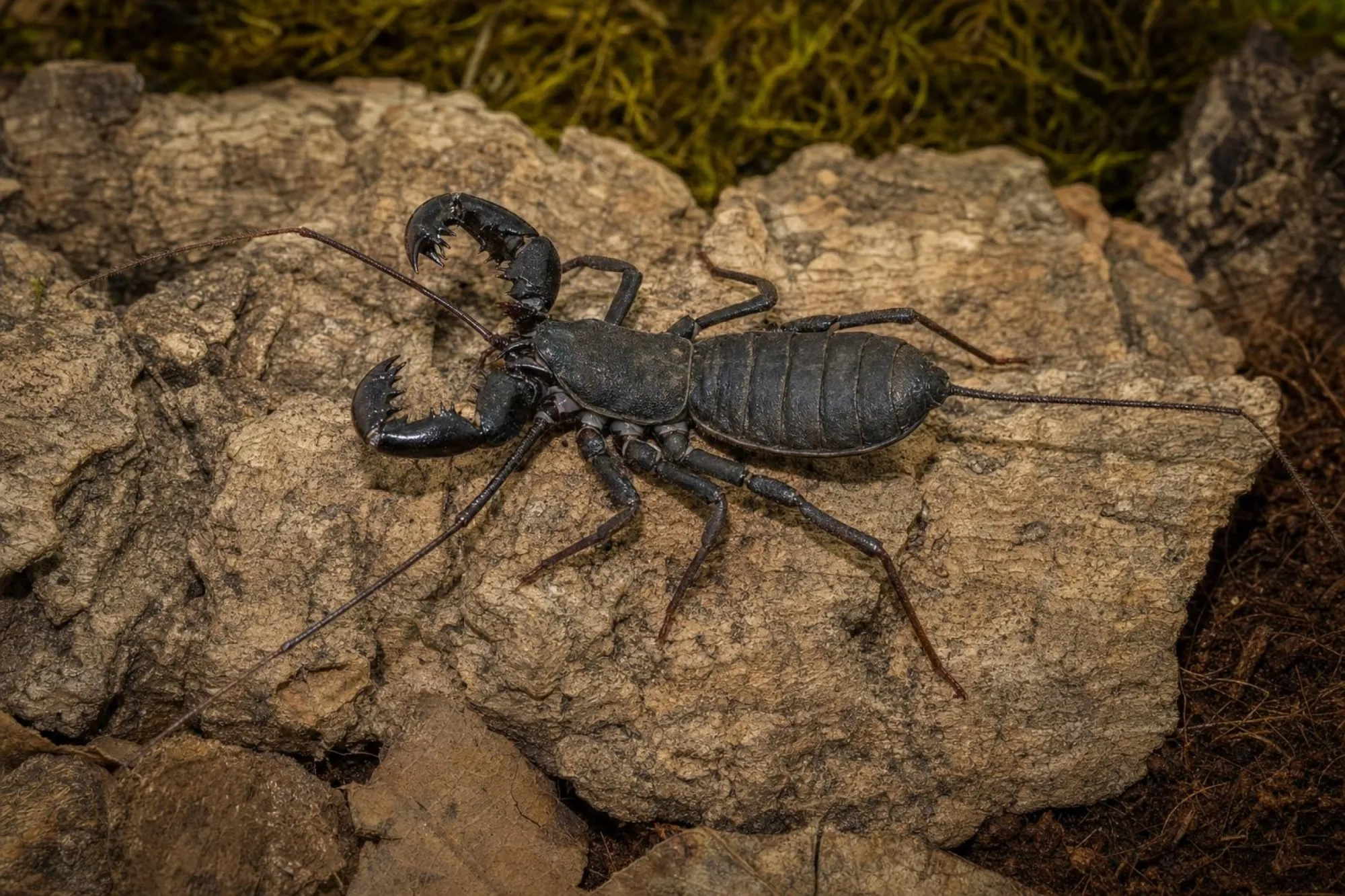 Borneo-Geißelskorpion, Thelyphonus sp.