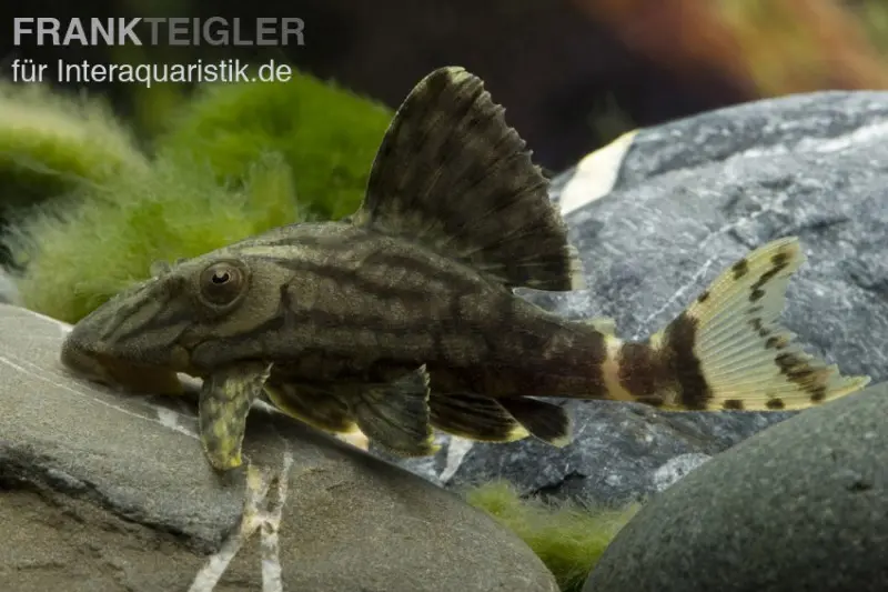 L190 Schwarzlinien-Harnischwels, Panaque nigrolineatus, ca. 4,0-5,0 cm