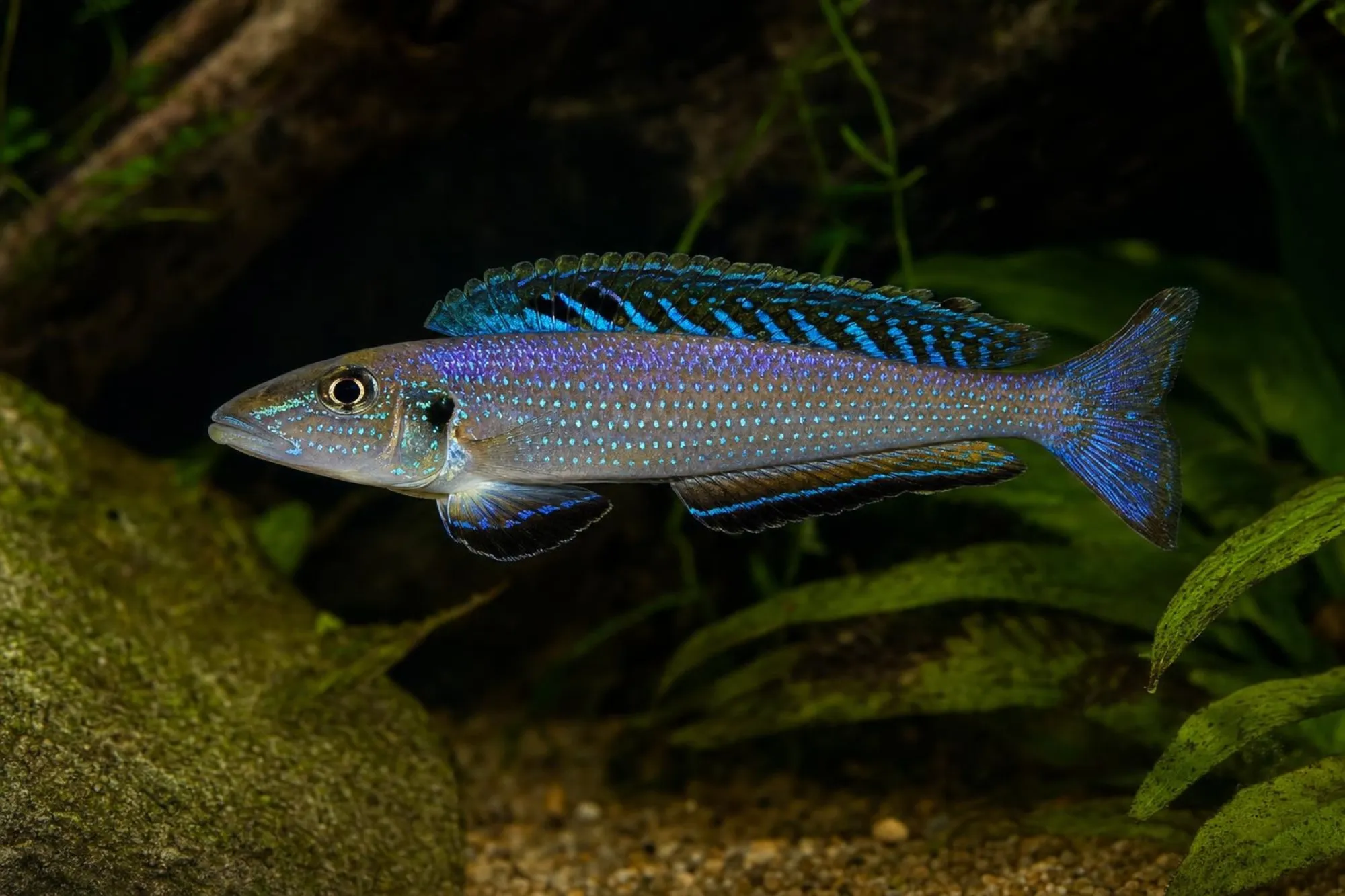 Tanganjika-Traumcichlide „Utinta“, Enantiopus melanogenys