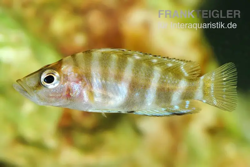 Sumbu-Schneckenbarsch, Altolamprologus compressiceps Sumbu Shell
