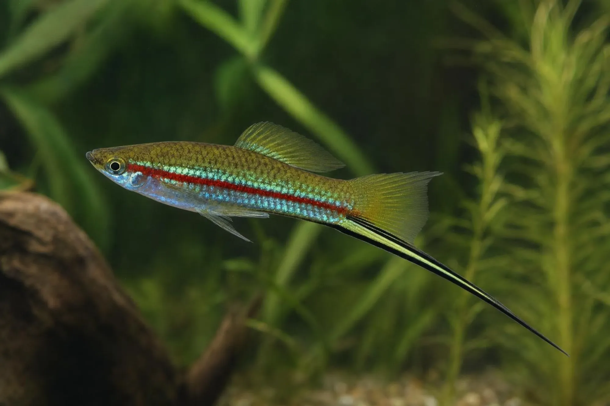 Grüner Tiger-Schwertträger, Xiphophorus hellerii