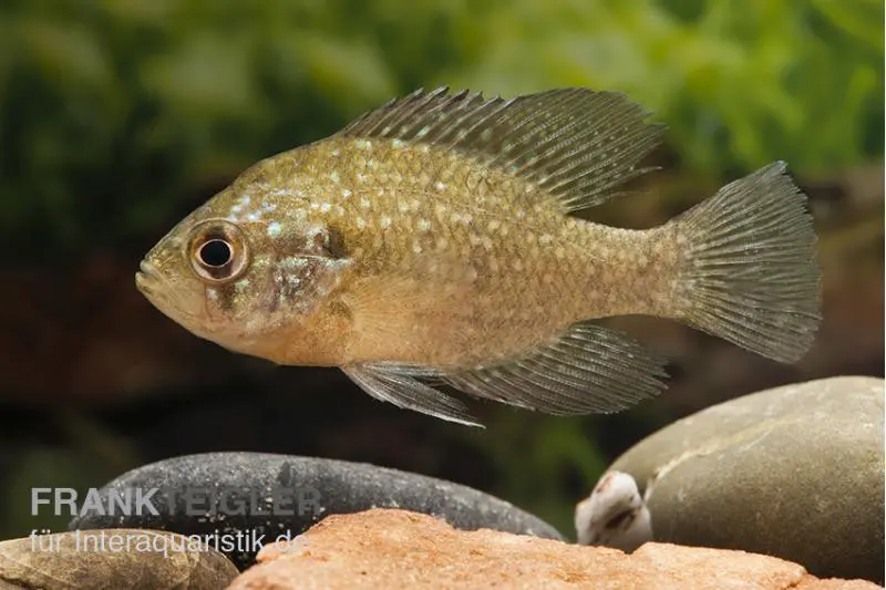 Diamantbarsch, Enneacanthus gloriosus, 6-8 cm (Kaltwasser)