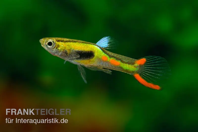 Endler Guppy lime green, Poecilia wingei, DNZ, paarweise