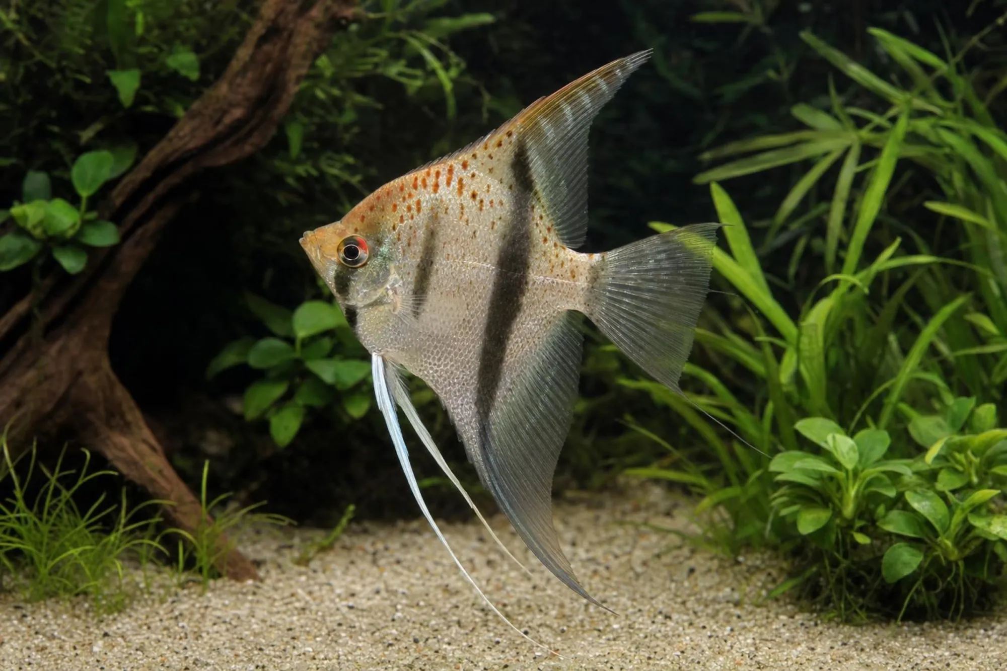 Skalar „Guyana Red Dragon“, Pterophyllum scalare, ca. 5,0-6,0 cm