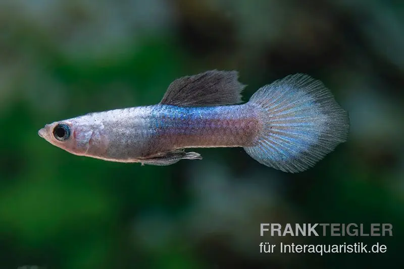 Guppy Panda, Poecilia reticulata, paarweise