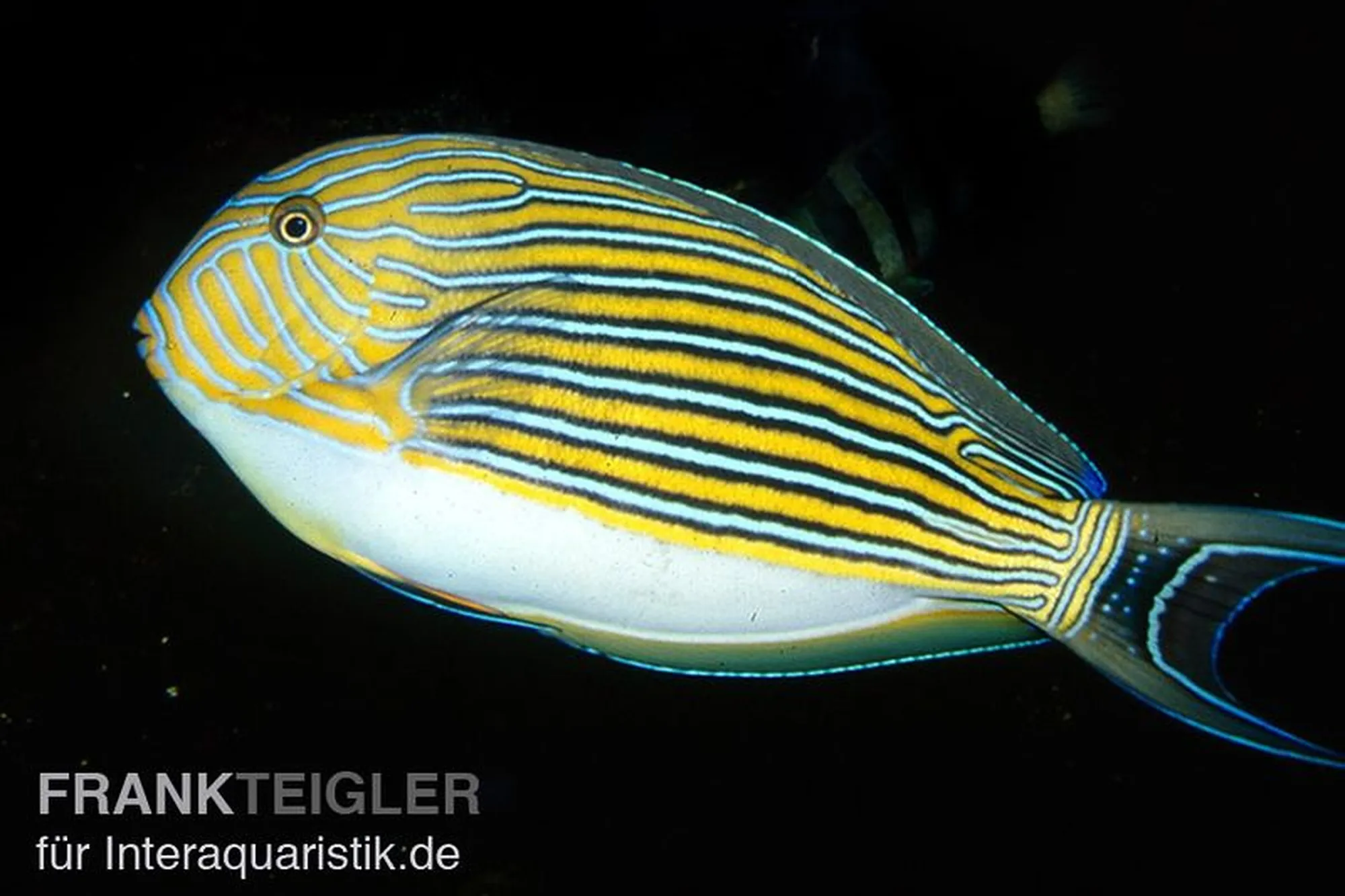 Blaustreifen-Doktorfisch, Acanthurus lineatus, ca. 7,0-9,0 cm