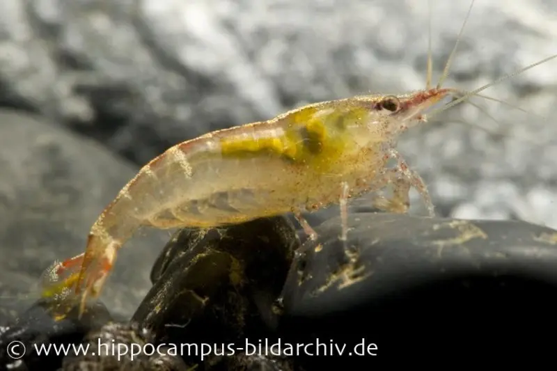 Malaya-Zwerggarnele, Caridina cf. babaulti