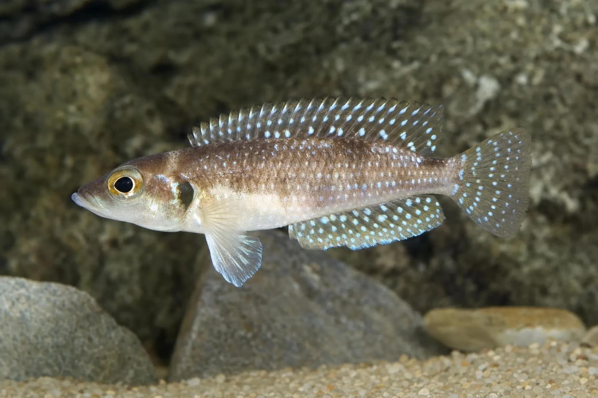 Schneckenbuntbarsch, Neolamprologus stappersi