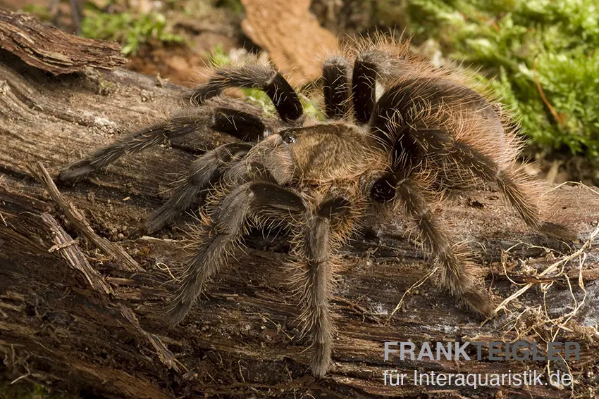 Kraushaar-Vogelspinne, Tliltocatl albopilosus