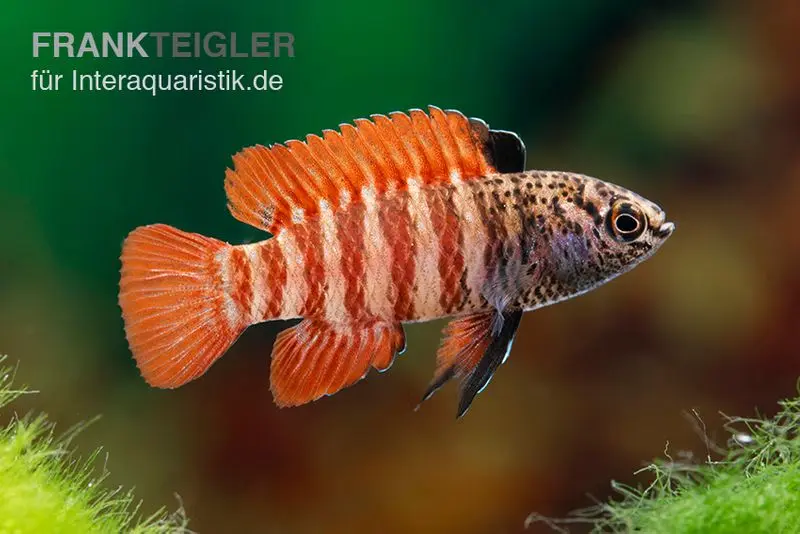 Black-Tiger-Blaubarsch, Dario tigris