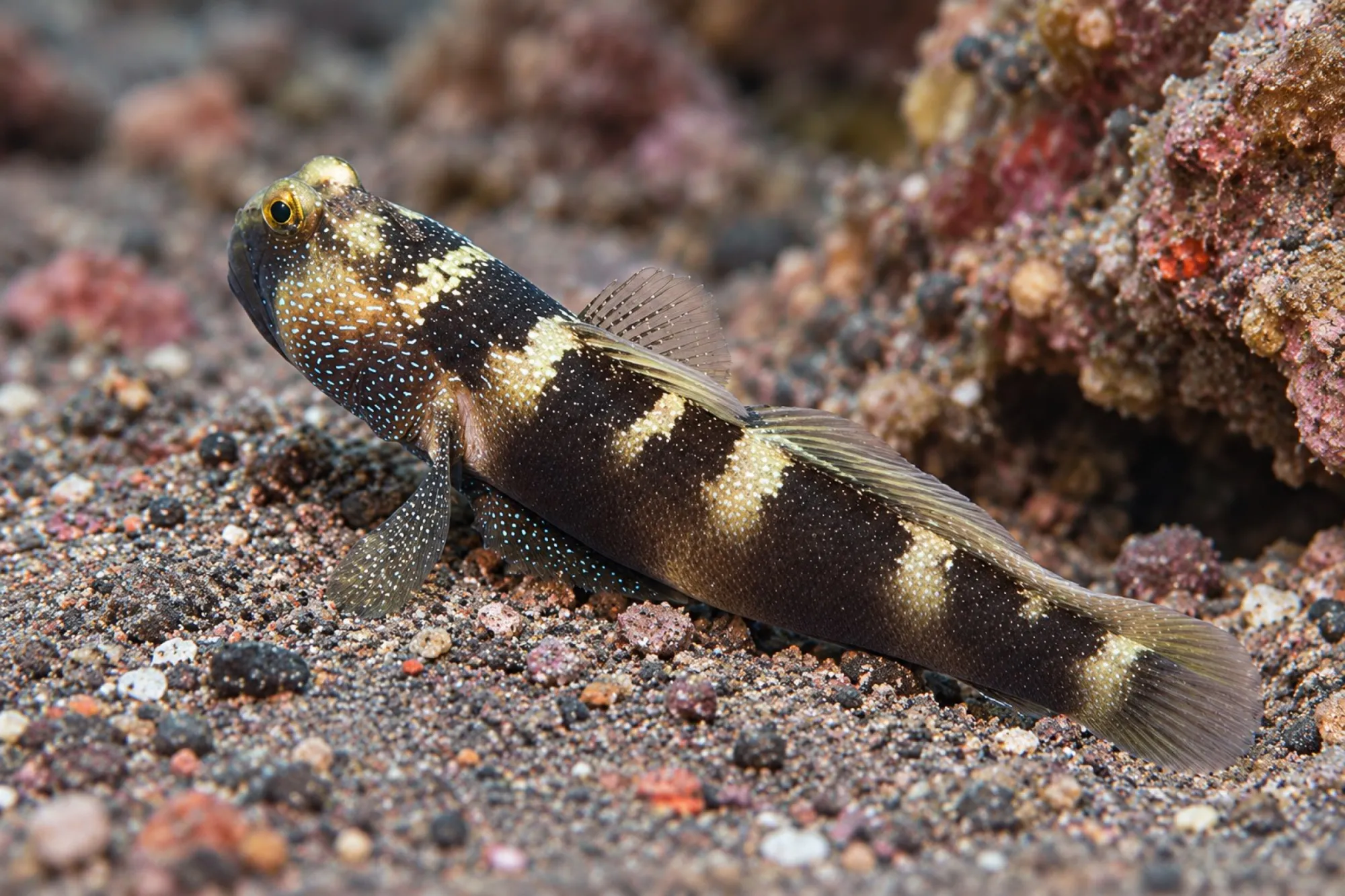Blaupunkt Wächtergrundel, Cryptocentrus fasciatus