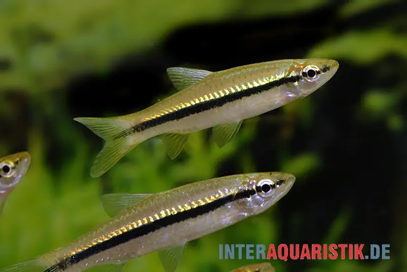 Schlankbärbling, Rasbora daniconius, 5-7 cm