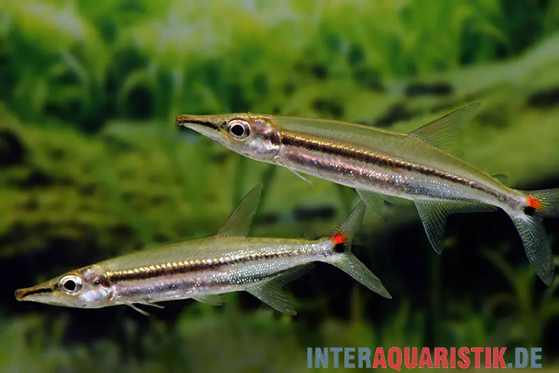 Zweistreifen Hundssalmler, Acestrorhynchus isalinae, 5-7 cm 