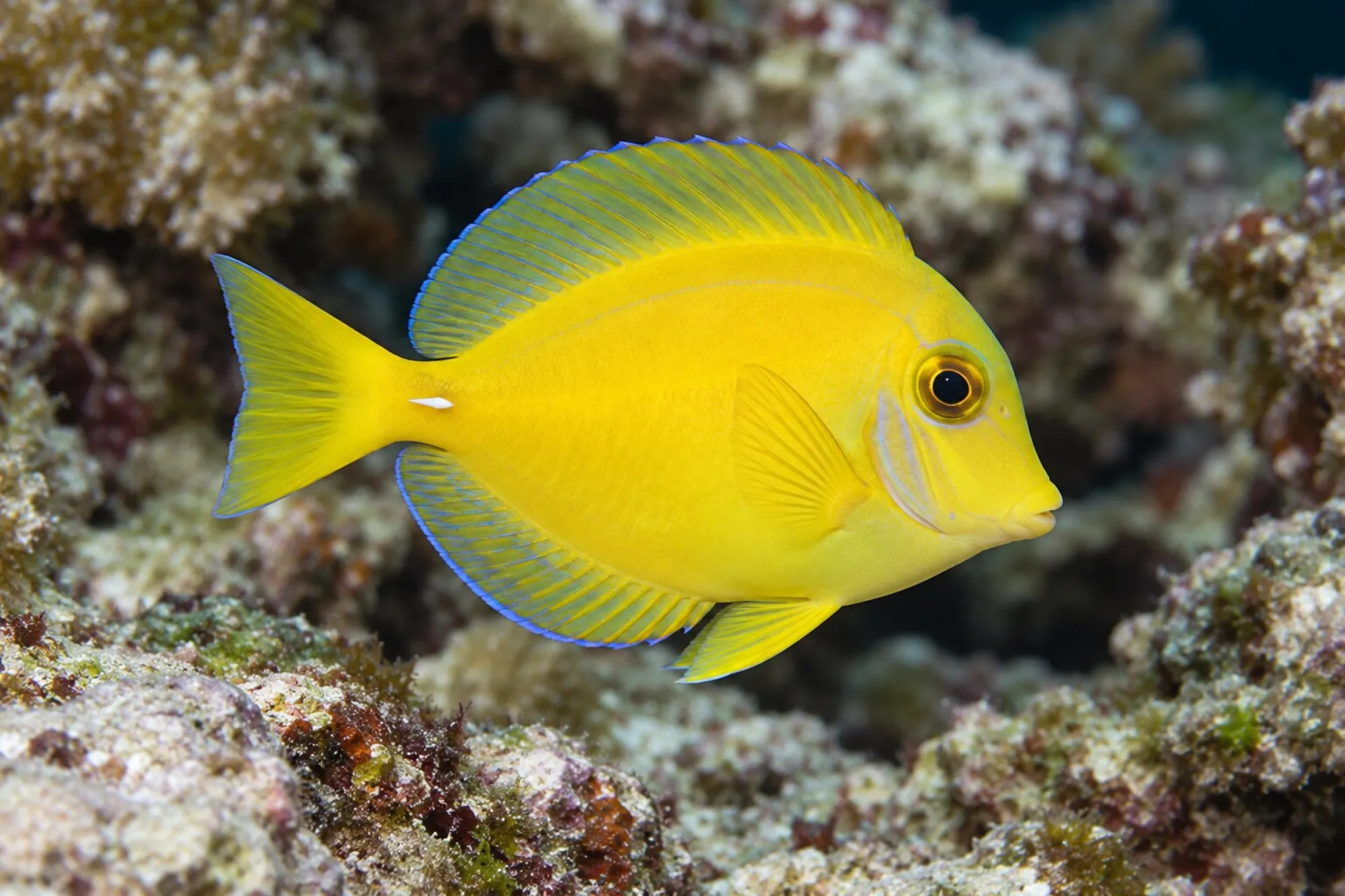 Blauer Doktorfisch, Acanthurus coeruleus, ca. 3,0-4,0 cm